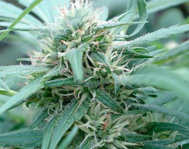 Seeds of Africa - Mozambica cannabis seed