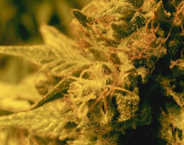 Seeds of Africa - Swazi Gold cannabis seed