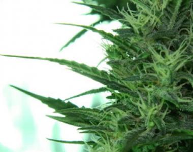 Seeds of Africa - Misty Kei cannabis seed