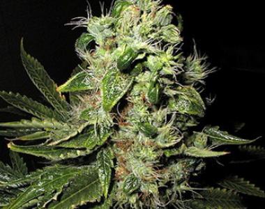 Seedsman - Afghani No 1 cannabis seed