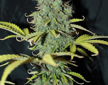 Seedsman - Auto Sweet Tooth cannabis seed