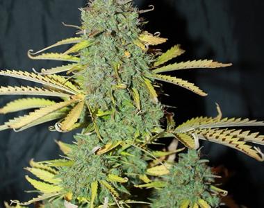 Seedsman - Auto White Widow cannabis seed