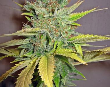 Seedsman - California Orange cannabis seed