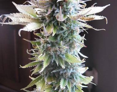 Seedsman - Early Skunk cannabis seed