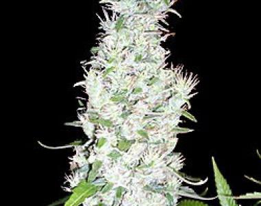 Seedsman - Hash Passion cannabis seed