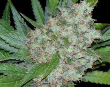 Seedsman - Mama Mia cannabis seed