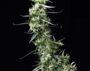 Seedsman - Mama Thai cannabis seed