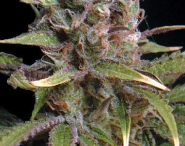 Seedsman - Power Africa cannabis seed