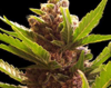 Seedsman - Purple Bud cannabis seed