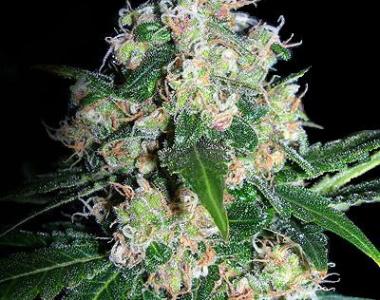 Seedsman - Velvet Bud cannabis seed