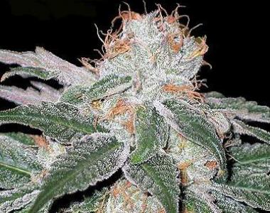 Seedsman - White Widow cannabis seed