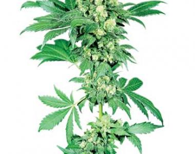 Sensi Seeds - Afghani #1 cannabis seed