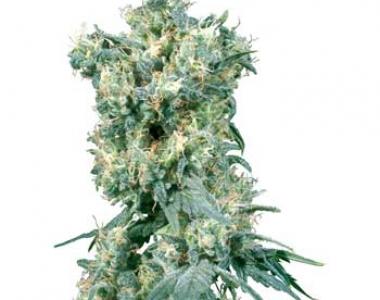 Sensi Seeds - American Dream cannabis seed