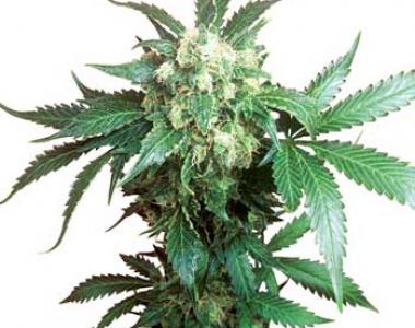 Sensi Seeds - Black Domina cannabis seed