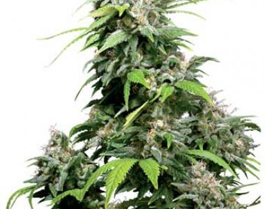 Sensi Seeds - California Indica cannabis seed