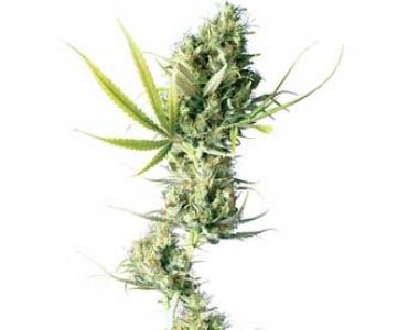 Sensi Seeds - Durban cannabis seed