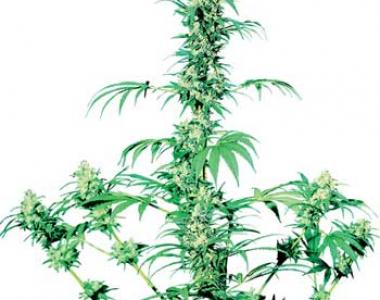 Sensi Seeds - Early Girl cannabis seed