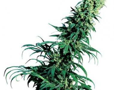 Sensi Seeds - Early Pearl cannabis seed