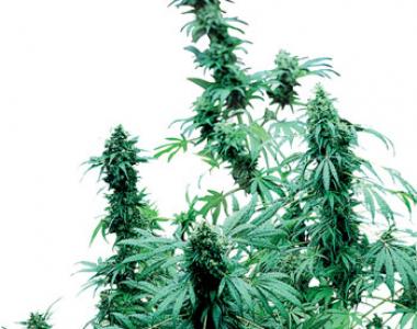 Sensi Seeds - Early Skunk cannabis seed
