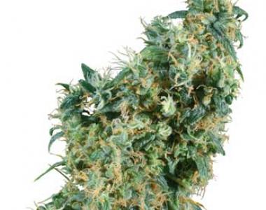 Sensi Seeds - First Lady cannabis seed