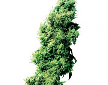 Sensi Seeds - Four Way cannabis seed