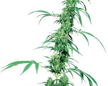 Sensi Seeds - Fruity Juice cannabis seed