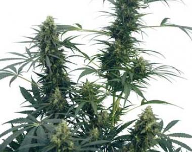 Sensi Seeds - Guerillas Gusto cannabis seed