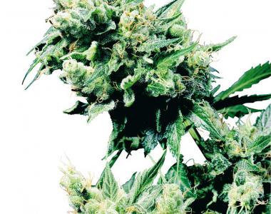 Sensi Seeds - Hash Plant cannabis seed