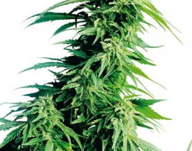 Sensi Seeds - Hindu Kush cannabis seed