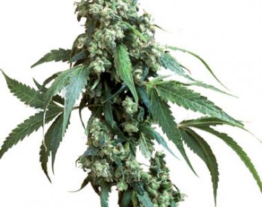 Sensi Seeds - Jack Flash #5 cannabis seed