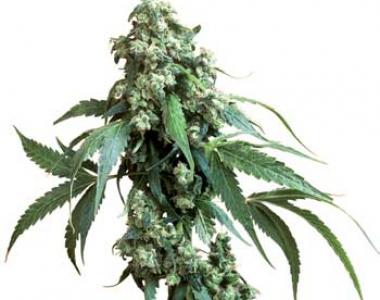 Sensi Seeds - Jack Flash cannabis seed