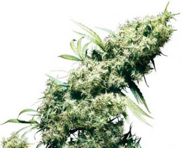 Sensi Seeds - Jamaican Pearl cannabis seed
