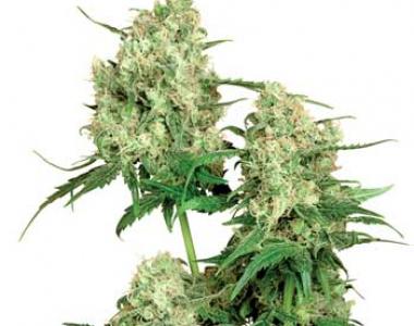 Sensi Seeds - Maple Leaf Indica cannabis seed