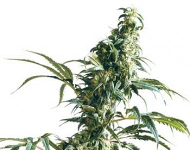 Sensi Seeds - Mexican Sativa cannabis seed