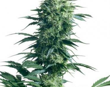 Sensi Seeds - Mothers Finest cannabis seed