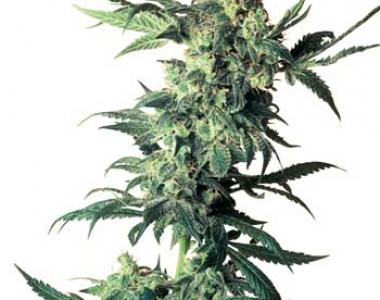 Sensi Seeds - Northern Lights cannabis seed