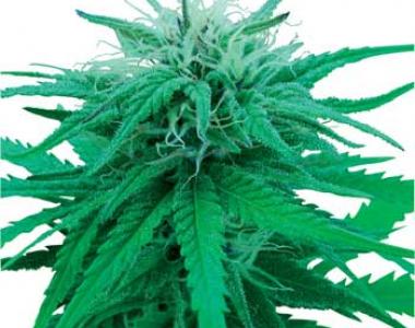 Sensi Seeds - Ruderalis Indica Auto cannabis seed