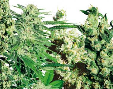 Sensi Seeds - Sensi Feminized Mix cannabis seed