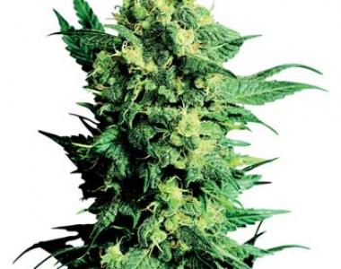 Sensi Seeds - Shiva Shanti II cannabis seed