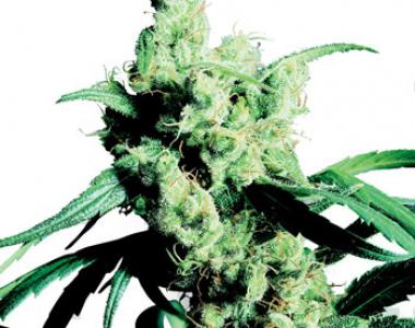 Sensi Seeds - Silver Haze cannabis seed