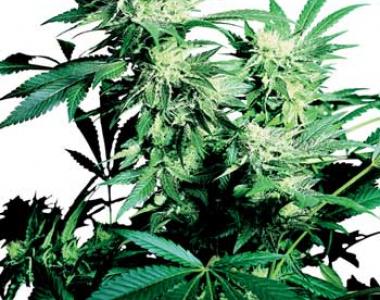 Sensi Seeds - Skunk Kush cannabis seed