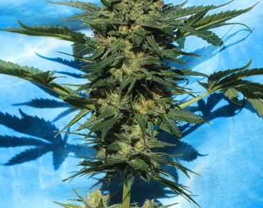 Serious Seeds - Auto White Russian cannabis seed