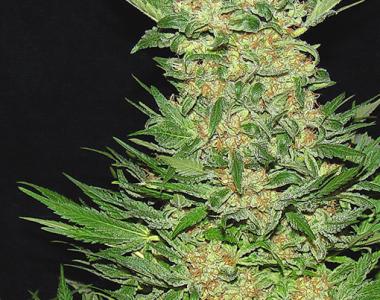 Serious Seeds - Double Dutch cannabis seed