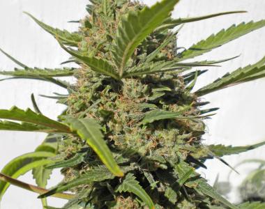Serious Seeds - Happiness cannabis seed