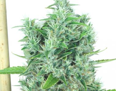 Serious Seeds - Kali Mist cannabis seed