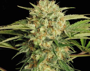 Serious Seeds - Motovation cannabis seed