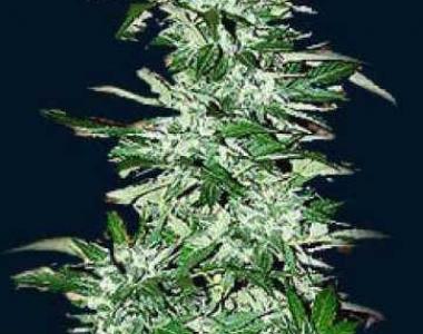 Seven Dwarfs - Cyclops Auto cannabis seed