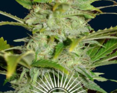 Seven Dwarfs - Titan Auto cannabis seed