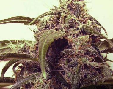 Short Stuff Seeds - Auto Assassin cannabis seed