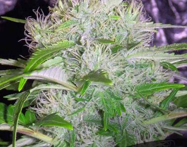 Short Stuff Seeds - Auto Big Gun cannabis seed